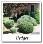 hedge landscape